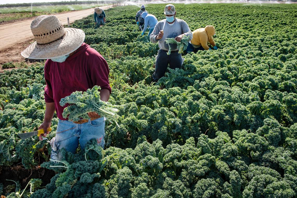 migrant-farmworkers-in-illinois-sue-pioneer-hi-bred-and-pesticide