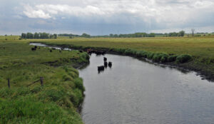 Cows graze in a wide field and stream in Iowa