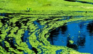 Green algae floats on a waterway