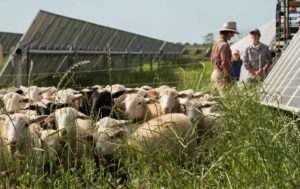 A flock of sheep graze between solar panels, near a few people