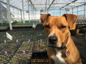 A light brown dog stands in front of rows of plants in a greenhouse at Wildtype Native Plant Nursery