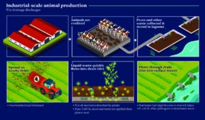 CAFO industrial-scale animal production diagram