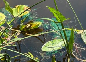 Blue green algae floats amid lily pads in Michigan