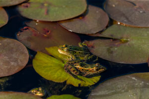 Two northern leopard frogs sit facing opposite directions on a floating lily pad patch