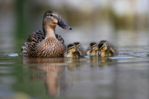 Mother Mallard Duck swims with three baby ducks on a lake