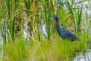 Little blue heron wades through marsh in Illinois