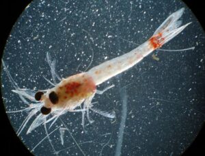 Microscopic view of a bloody red shrimp, invasive species which have recently spread throughout the Great Lakes. The small shrimp is mostly white and clear, with red spots, a red belly, and a red patch near the tail.