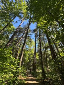 Forests near Grayland Michigan, where the Kirtland's Warbler nests