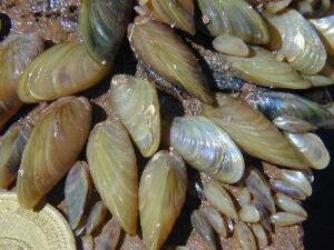 USGS photo of Golden mussels, which could become an invasive species problem in the Great Lakes without regulations