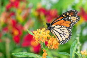 Orange and black monarch butterfly lands on an orange flower