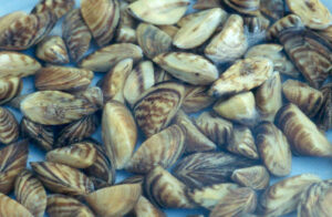 USGS photo of Zebra mussels, an invasive species spread through the Great Lakes via Laker ships